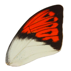 Orange Wings